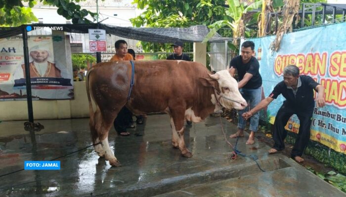 Masjid Al Iman Gedong Meneng Rajabasa Qurban 10 Sapi, 3 Kambing dan 34 Domba