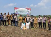 Dukung Ketahanan Pangan di Serang, Polsek Petir Tanam Jagung
