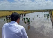 Dugaan Korupsi Dana Kompensasi Program Oplah di Desa Belimbing Sari Jabung