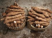 Pemprov Lampung Apresiasi Perusahaan Taat Pergub Tata Kelola Ubi Kayu