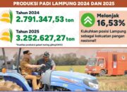 Produksi Padi Lampung Meningkat, Perkuat Posisi sebagai Lumbung Pangan Nasional