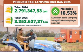 Produksi Padi Lampung Meningkat, Perkuat Posisi sebagai Lumbung Pangan Nasional