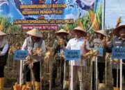DPRD Provinsi Lampung Dukung Penguatan Ketahanan Pangan Melalui Panen Raya Jagung Serentak