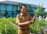Inspiratif! SMAN 2 Kalianda Ubah Kebun Jahe Merah Menjadi Ruang Belajar Terbuka bagi Siswa